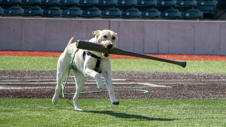 Practical Obedience trains bat dogs for summer baseball games